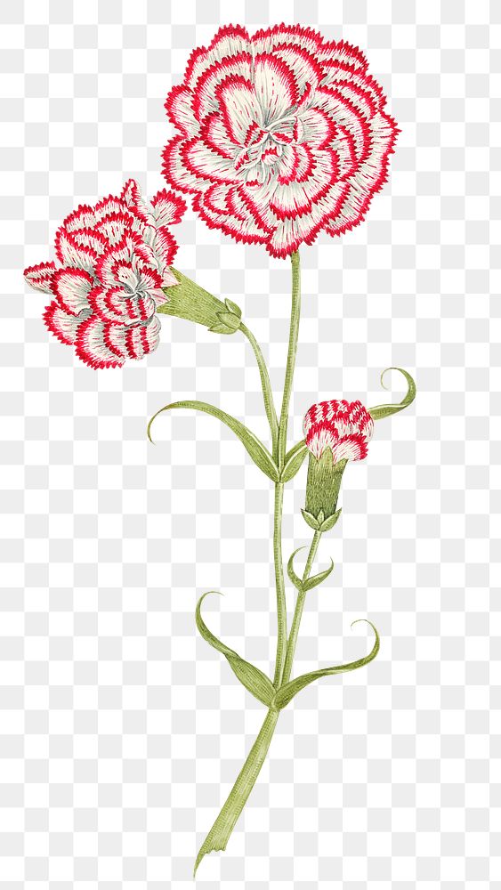 Vintage carnations png illustration, remixed from the 18th-century artworks from the Smithsonian archive.