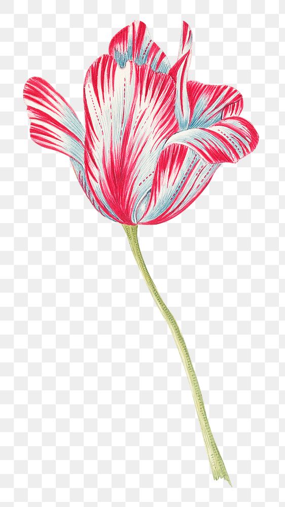 Vintage tulip png illustration, remixed from the 18th-century artworks from the Smithsonian archive.