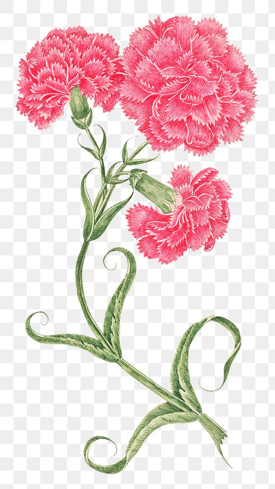 Vintage pink carnations png illustration, remixed from the 18th-century artworks from the Smithsonian archive.