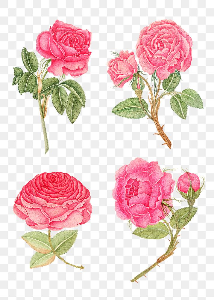 Vintage pink rose png illustration set, remixed from the 18th-century artworks from the Smithsonian archive.