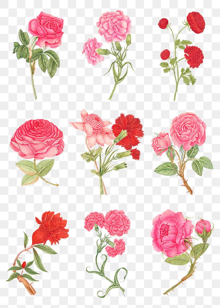 Vintage flowers png illustration set, remixed from the 18th-century artworks from the Smithsonian archive.