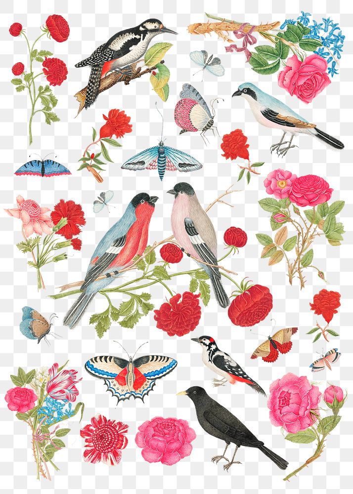 Vintage birds and flowers png illustration set, remixed from the 18th-century artworks from the Smithsonian archive.