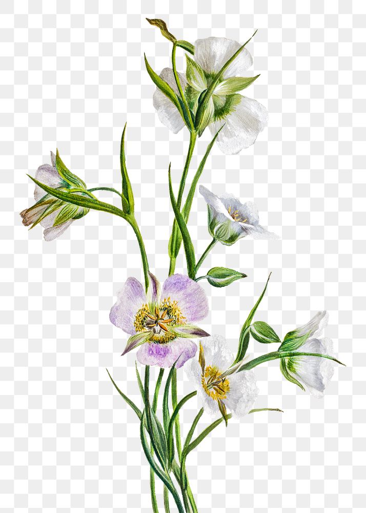 Winding Mariposa lilies flower png botanical illustration