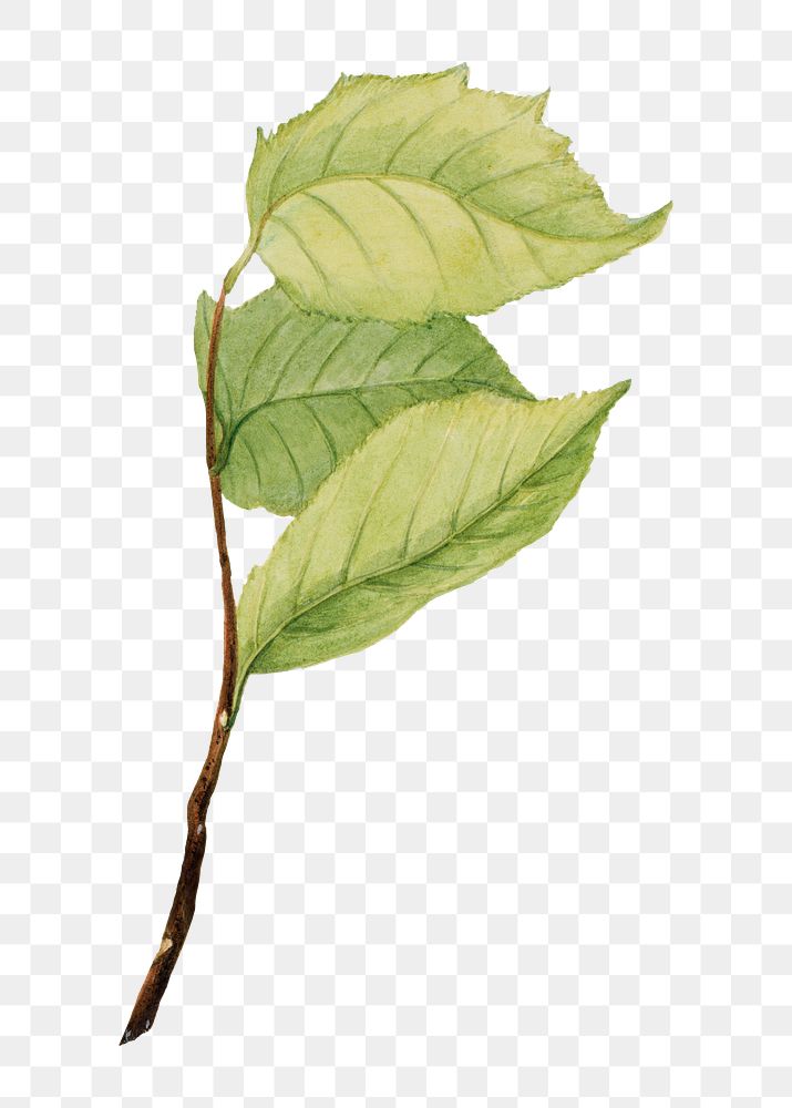 Green leaves png hand drawn botanical illustration