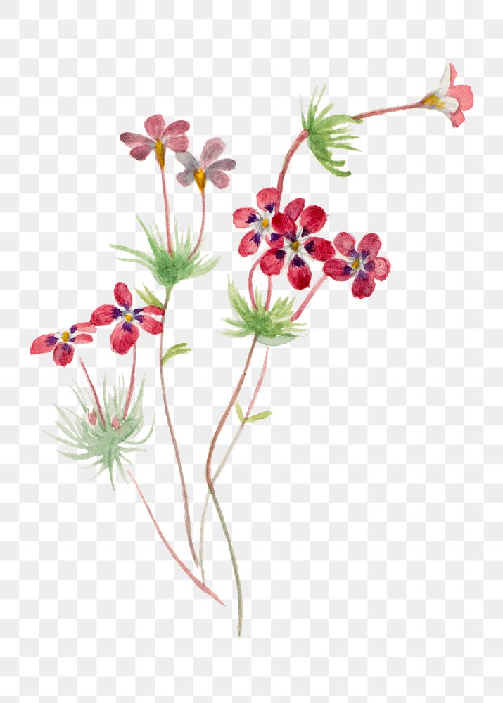Vintage Gilia linanthus parviflorus blooming illustration png sticker