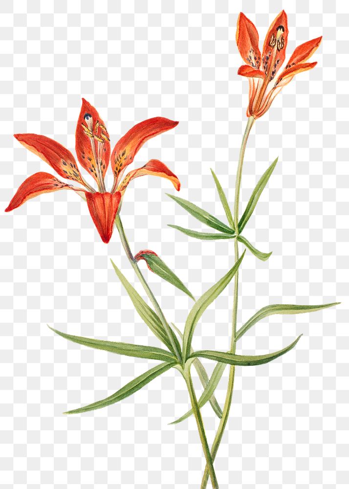 Red lily blossom png illustration hand drawn