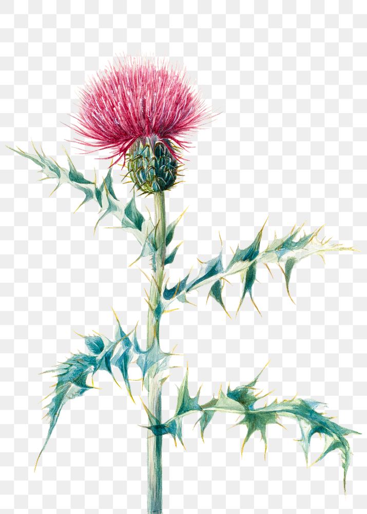 Hand drawn thistle png floral illustration