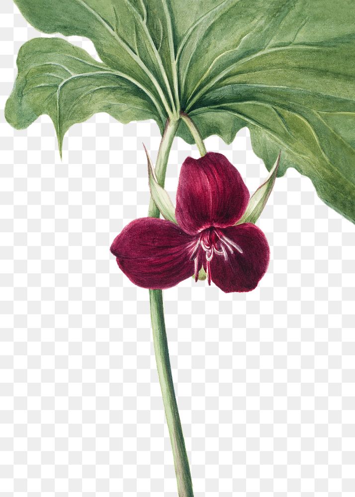 Hand drawn Sweet Trillium png floral illustration