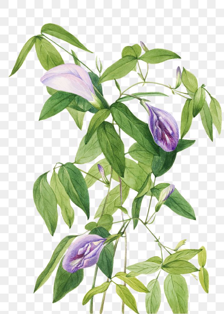 Butterfly pea blossom png illustration hand drawn