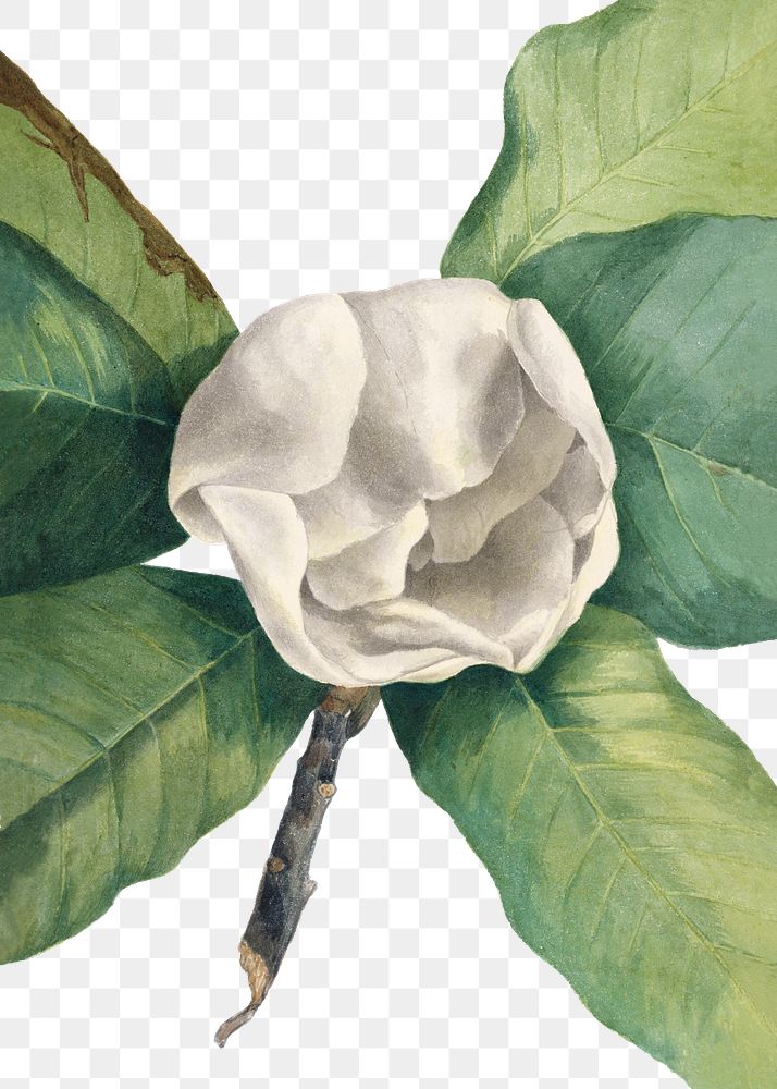 Hand drawn southern magnolia png floral illustration