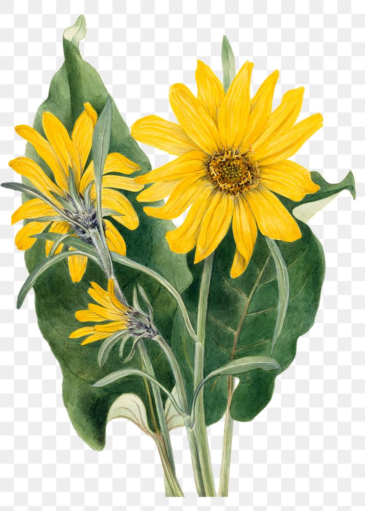 Balsamroot yellow flower png botanical illustration watercolor