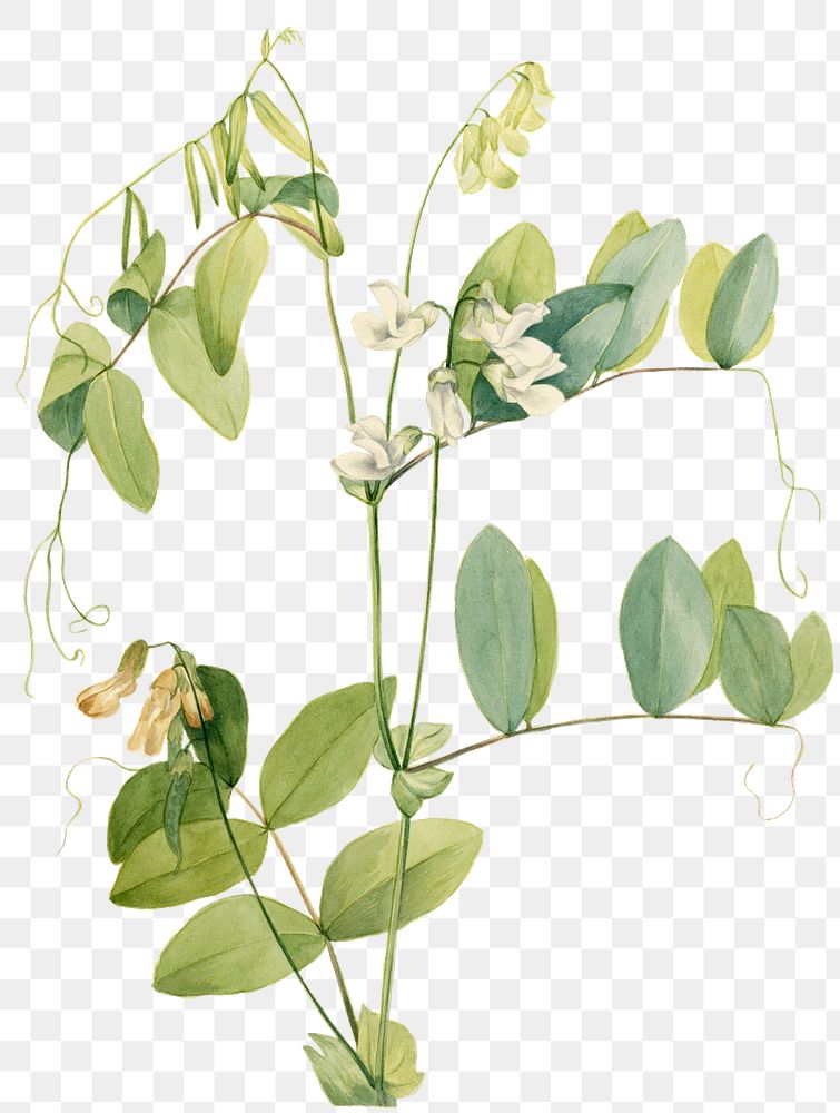 White pea png botanical illustration watercolor