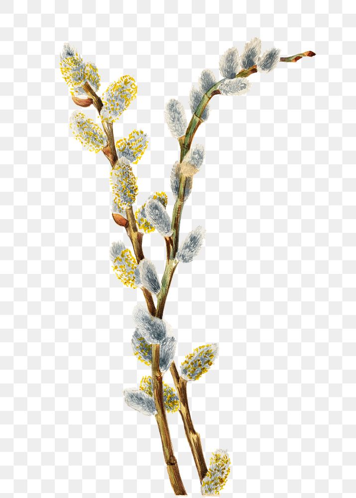 Pussy willow png botanical illustration watercolor