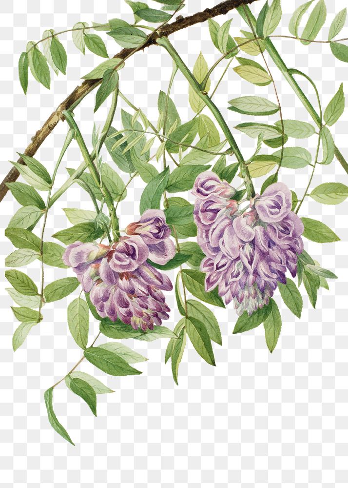 Purple american wisteria flower png botanical illustration watercolor