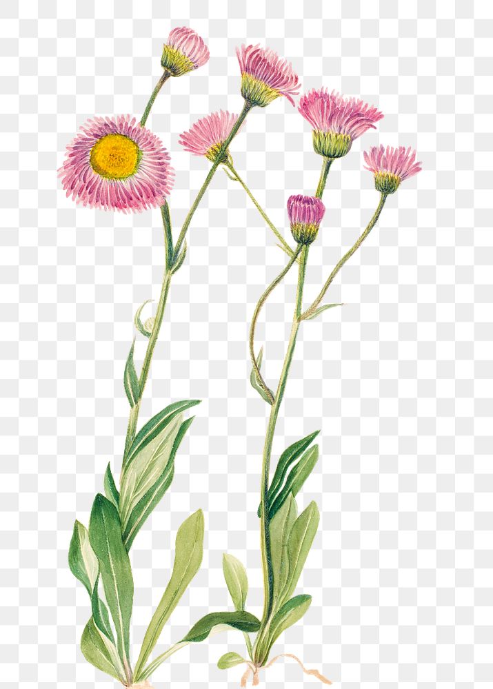 Meadow fleabane png botanical illustration watercolor