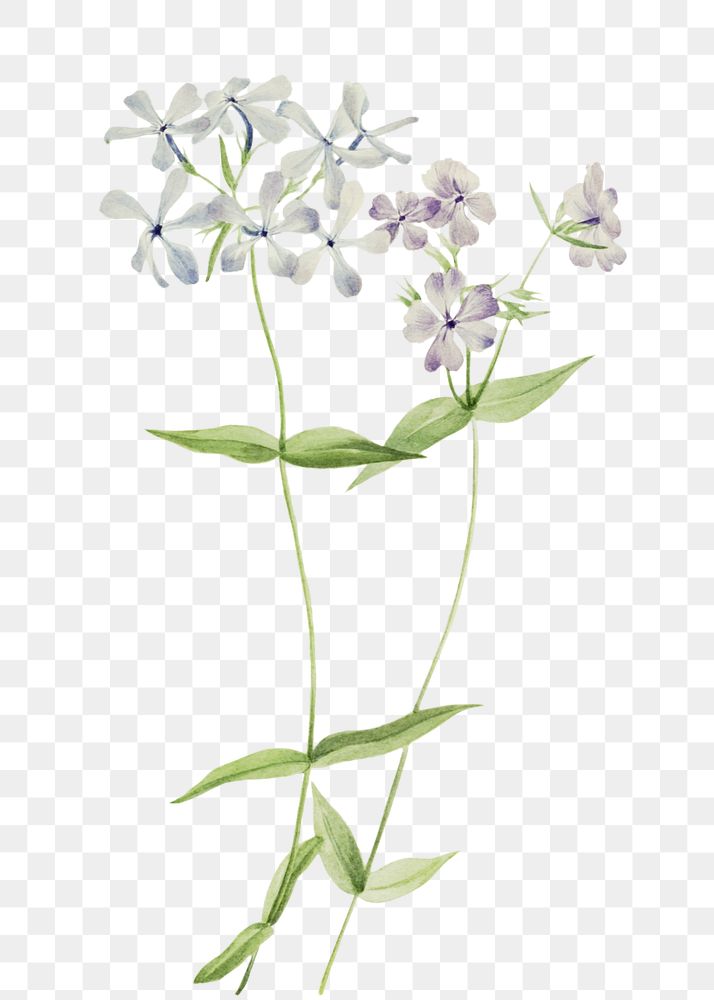 Blue phlox flower png botanical illustration watercolor