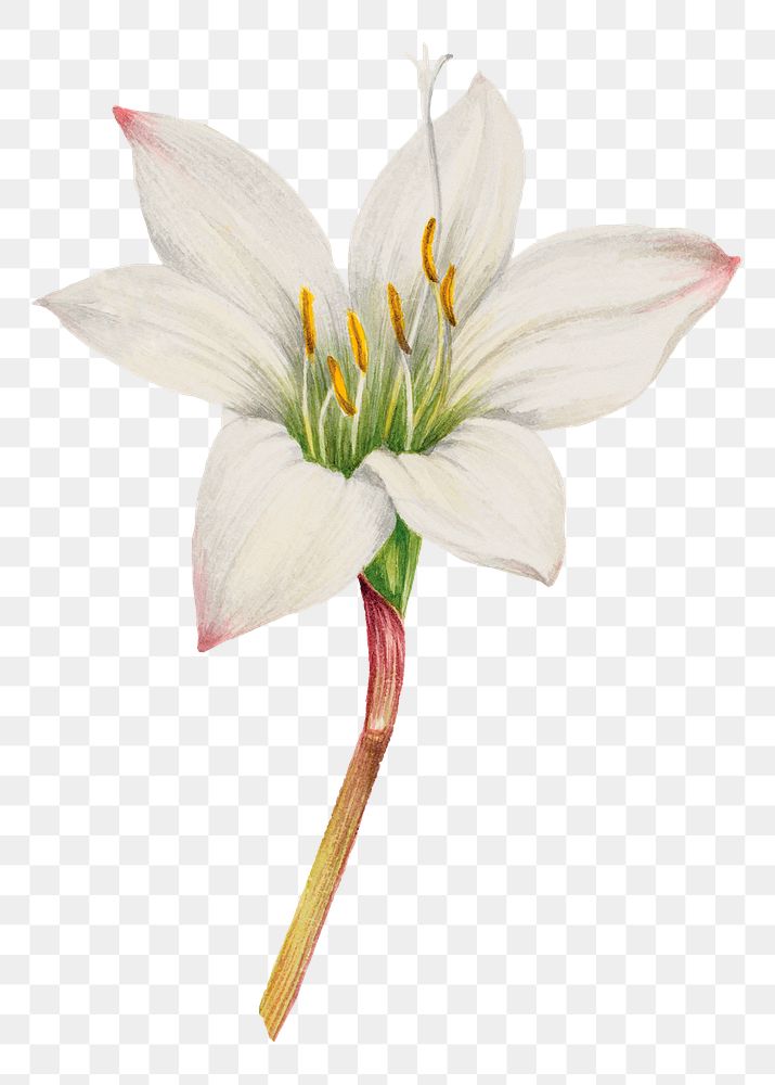 White tamasco lily flower png botanical illustration watercolor