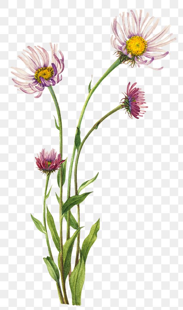 Alaska fleabane png botanical illustration watercolor