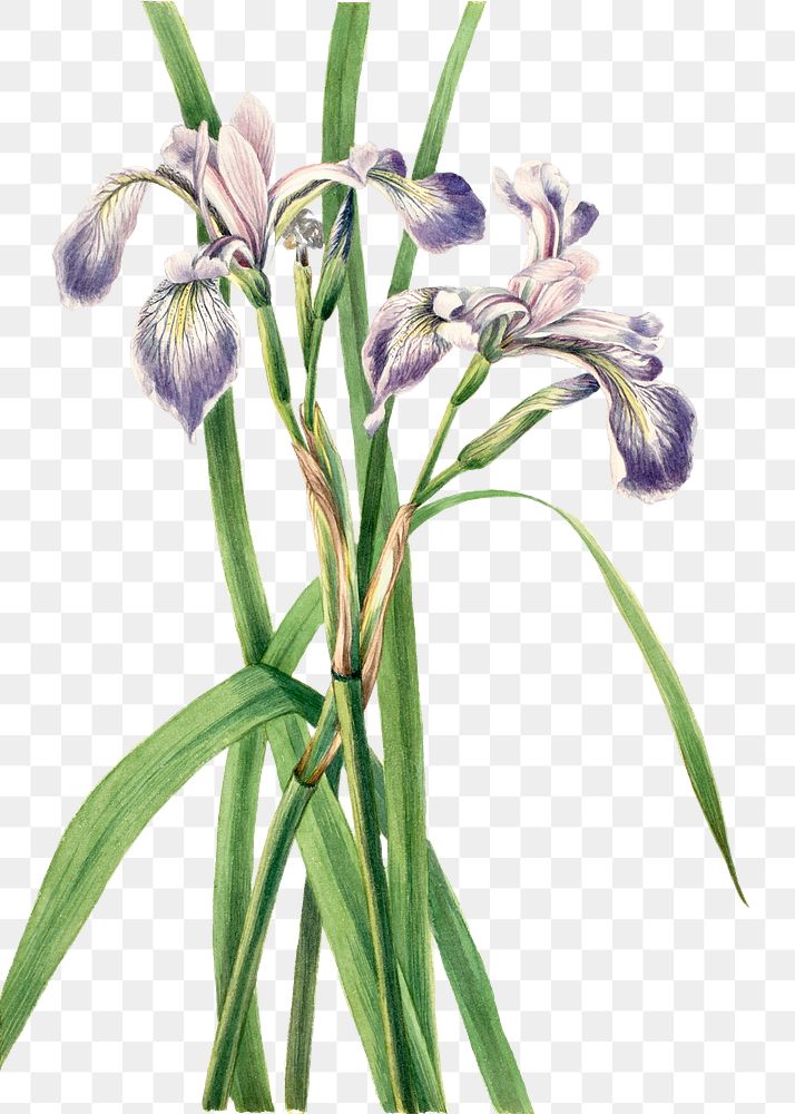 Blueflag iris flower png botanical illustration watercolor