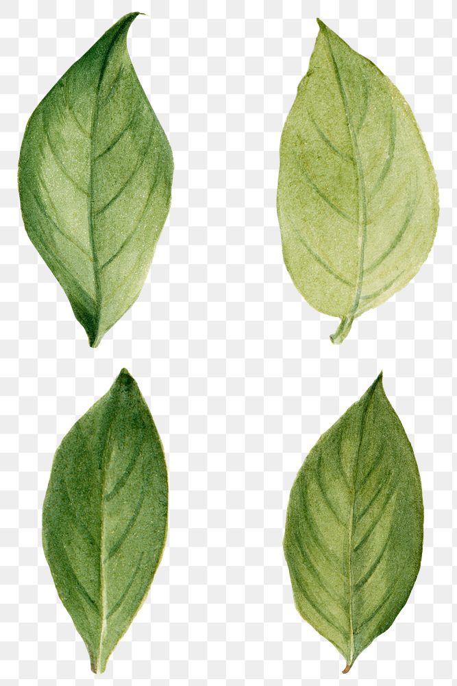Virginia stewartia green leaf png set botanical watercolor