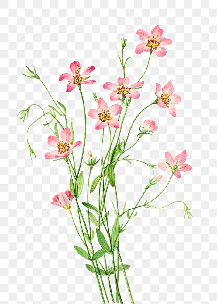 Pink saltmarsh rosegentian flower png botanical illustration watercolor