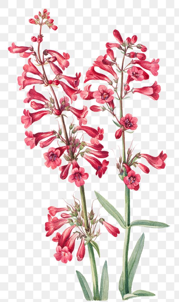 Parry's penstemon png botanical illustration watercolor