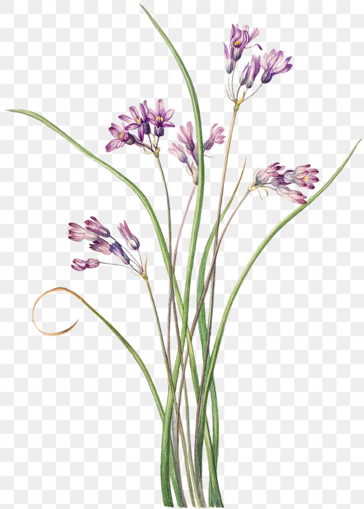 Wild hyacinth png botanical illustration watercolor