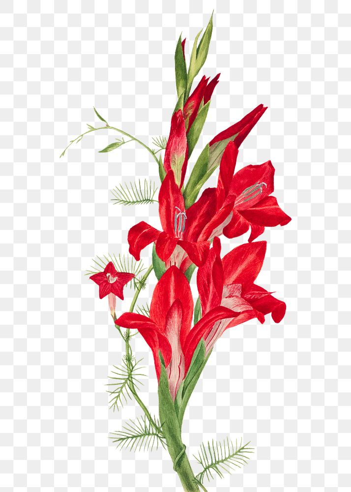 Cannas and cypress vine flowers png botanical illustration watercolor