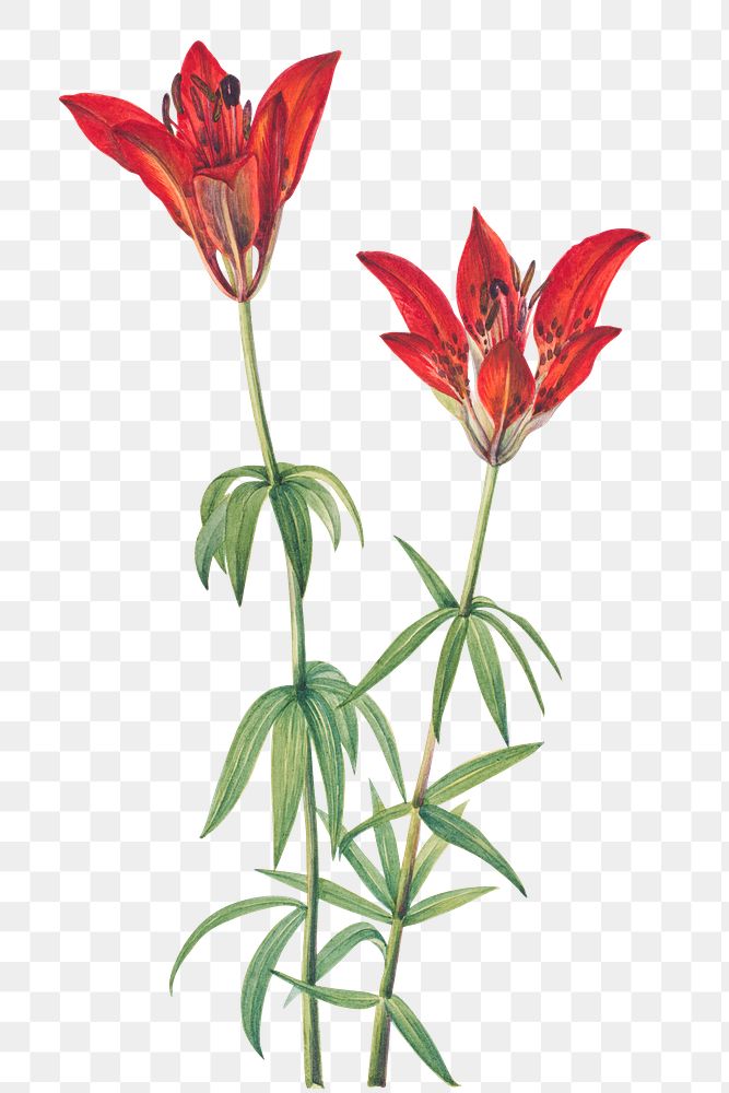 Vintage wood lily blooming illustration png sticker