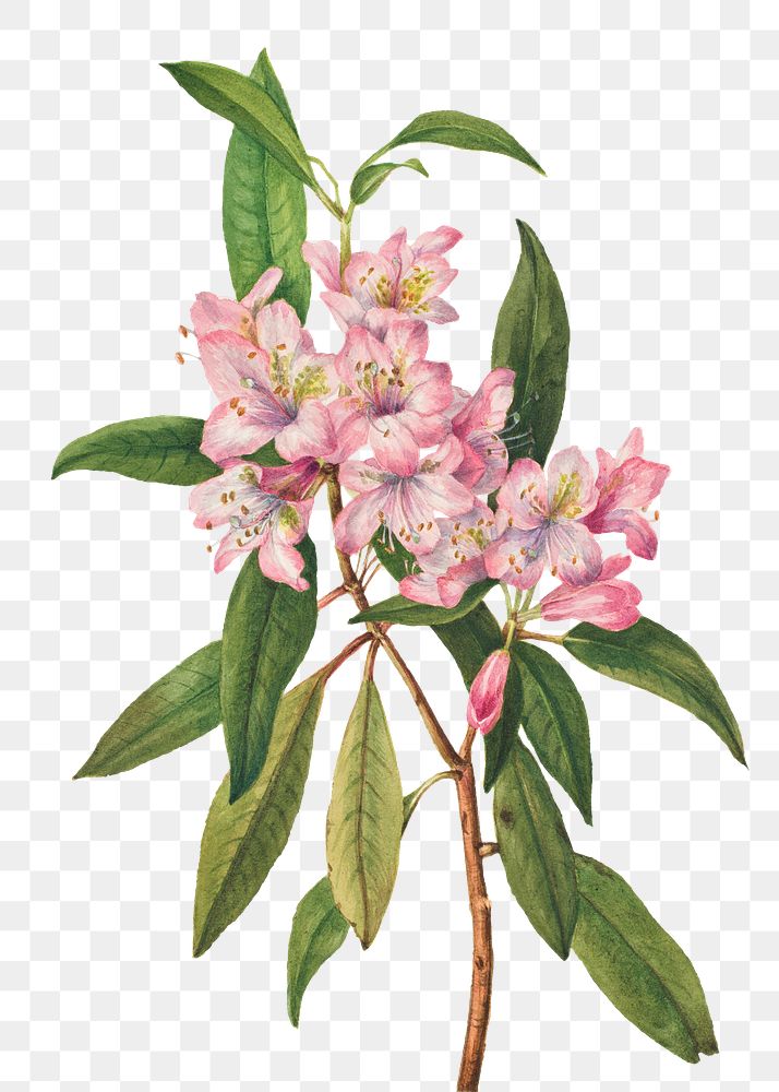 Summer flower Rose-Bay Rhododendron png illustration