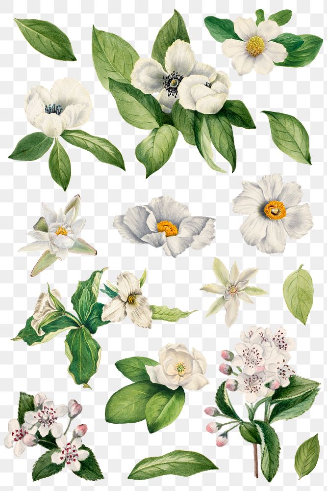 Hand drawn white flower png set watercolor illustration