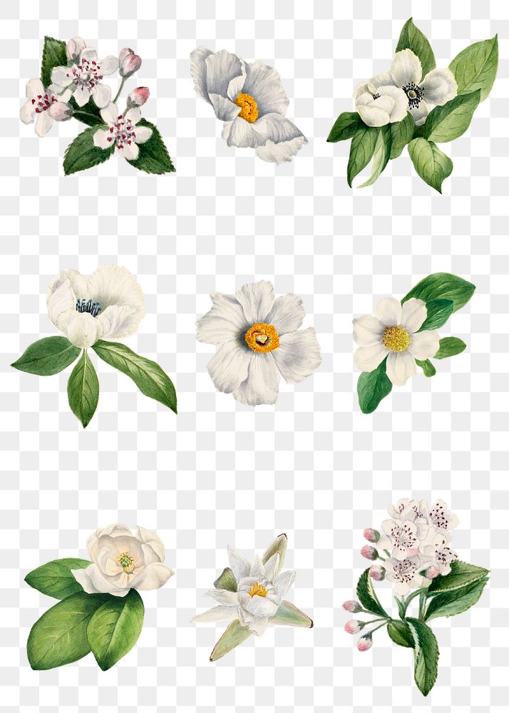 Png white flower botanical illustration set