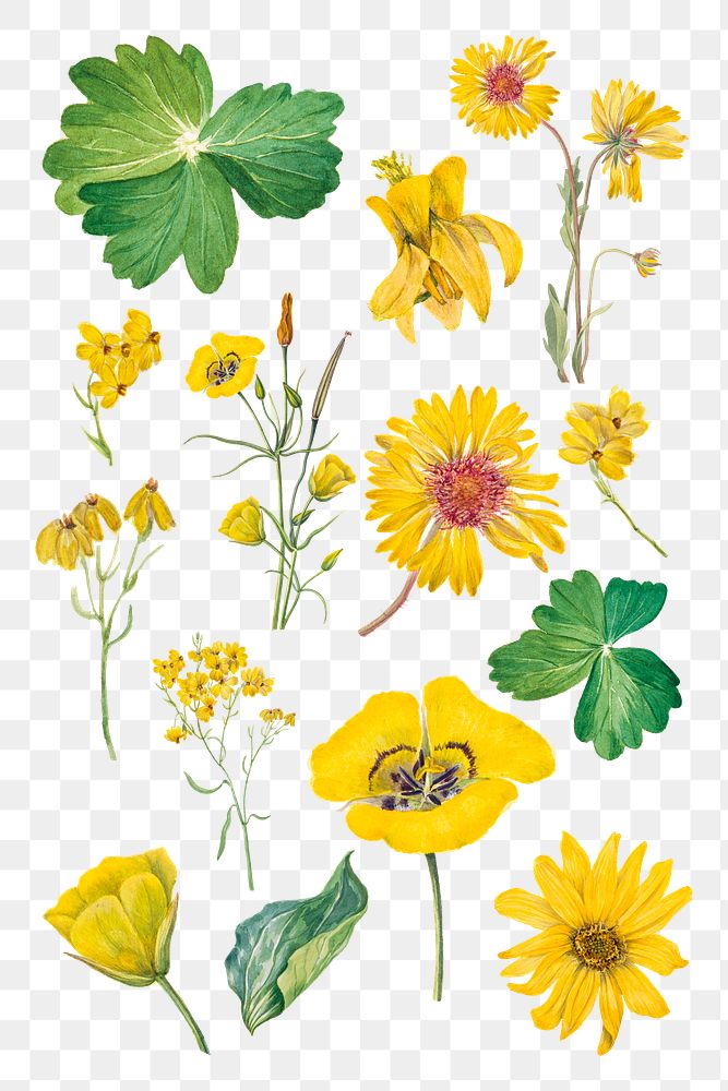 Hand drawn yellow flower png set watercolor sticker