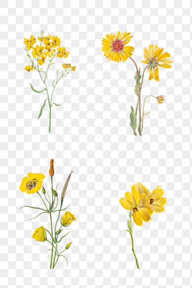 Hand drawn yellow flower png set floral illustration