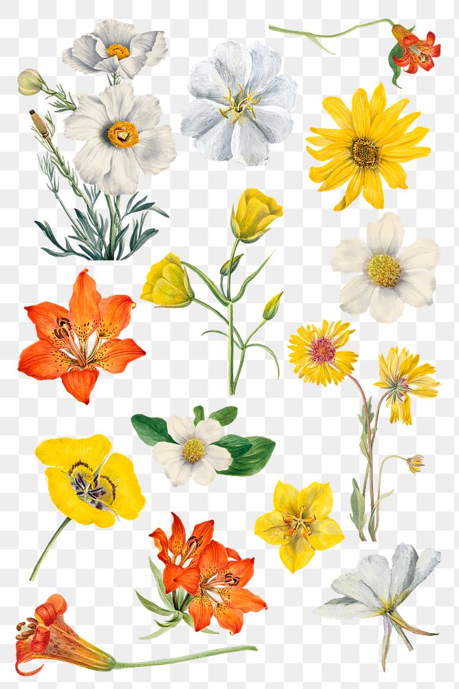 Png blooming floral illustration set