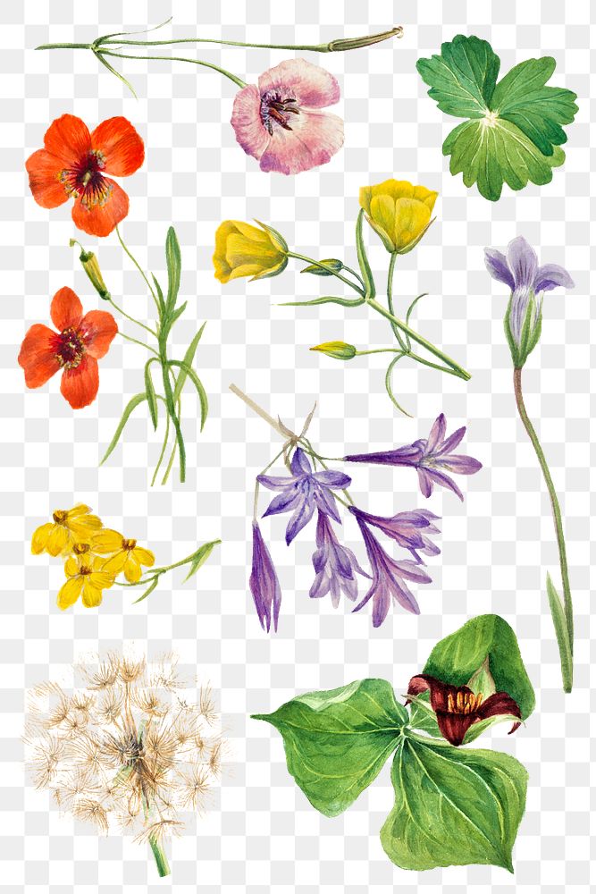Png blooming wild flowers vintage illustration set