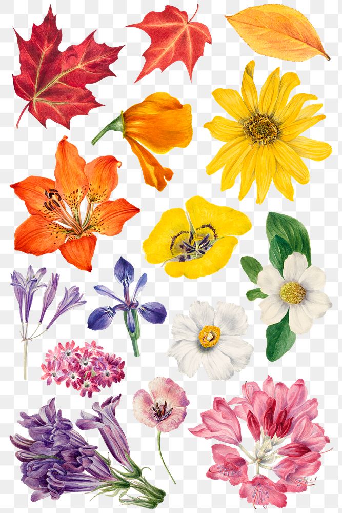 Hand drawn colorful plants png botanical sticker set