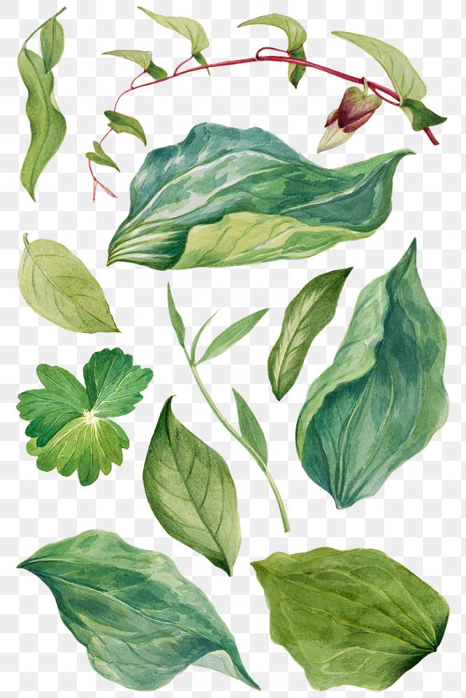 Green leaf png illustration hand drawn set