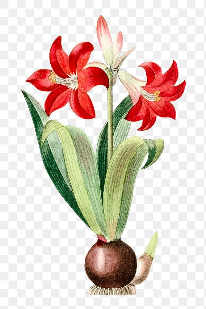 Vintage png red amaryllis lily flower illustration