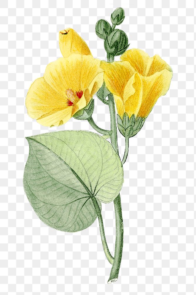 Vintage png yellow hibiscus flower illustration