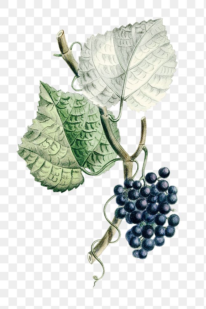 Vintage png aesthetic grapes hand drawn illustration