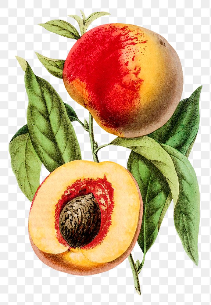 Vintage png apricot peach hand drawn illustration