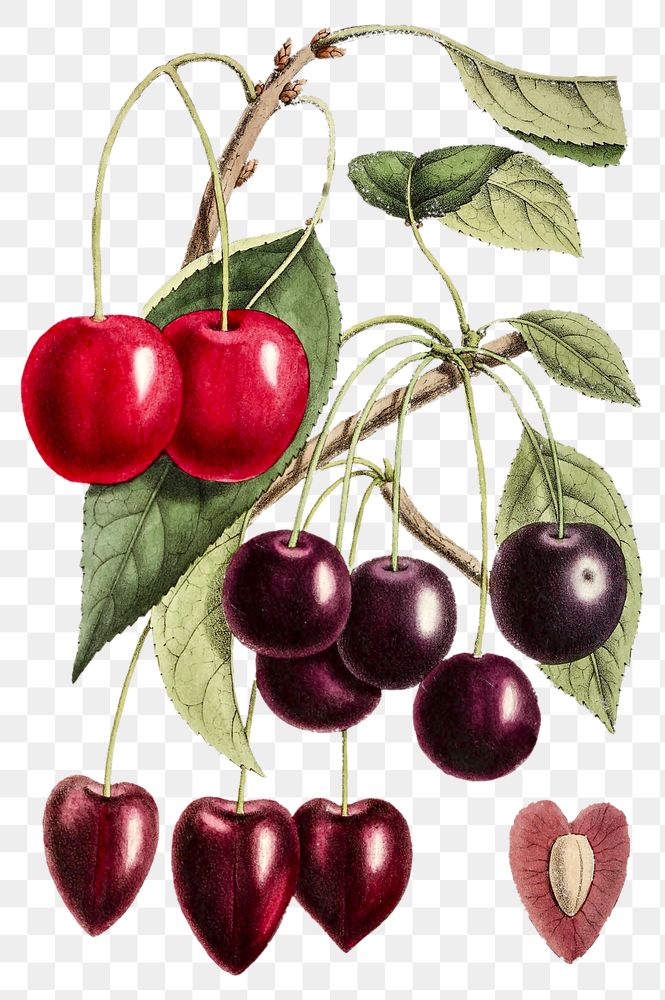 Vintage png aesthetic cherries illustration