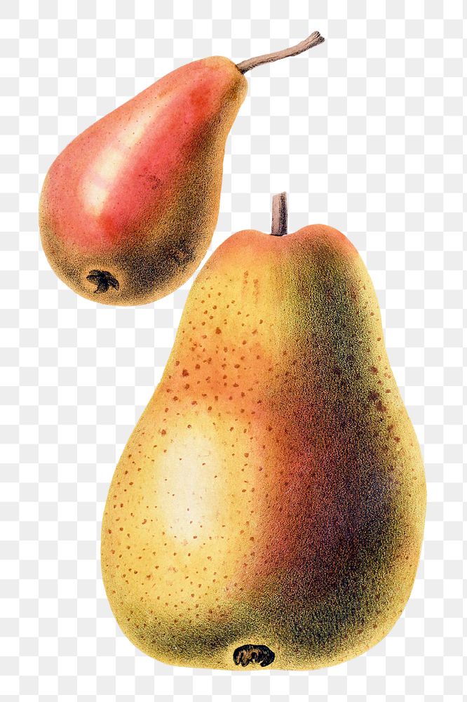 Vintage png Williams pear hand drawn illustration