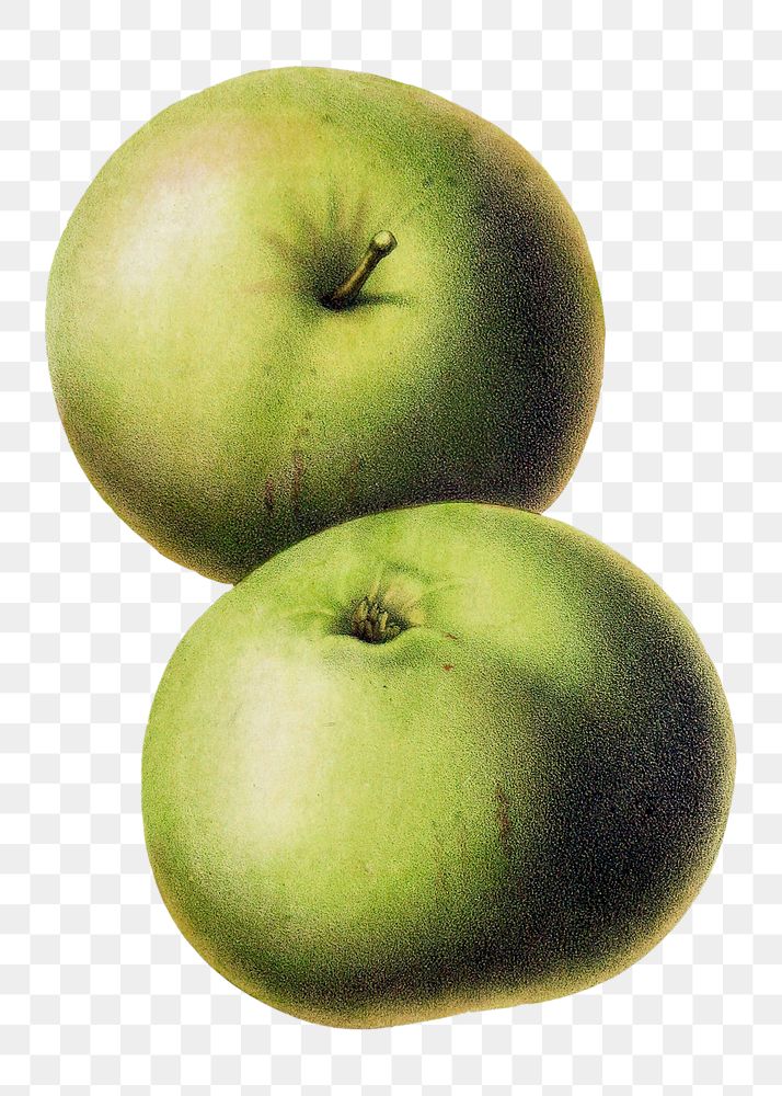 Vintage png aesthetic green apples illustration
