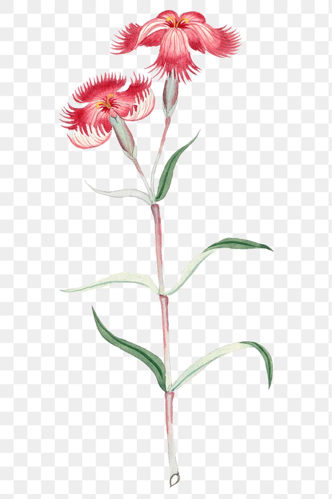 Classic flower png Dianthus Classic, vintage Japanese art remix from the David Murray collection
