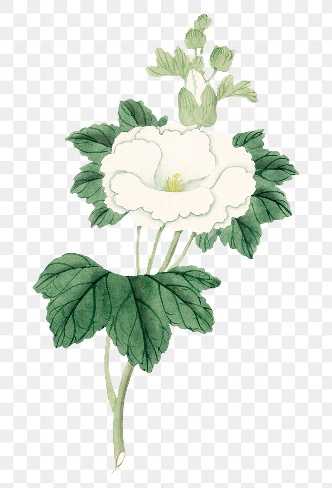 Classic flower png white Hollyhock, vintage Japanese art remix from the David Murray collection
