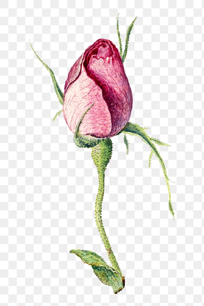 Aesthetic French rose png sticker, vintage floral illustration, classic design element