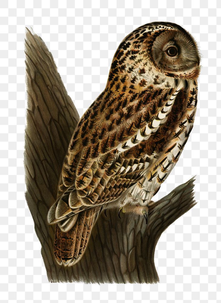 Png sticker tengmalm's owl bird hand drawn