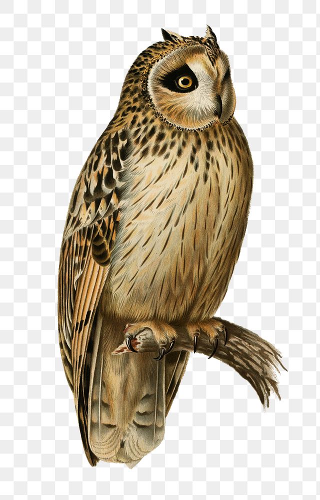 Png sticker short-eared owl bird hand drawn